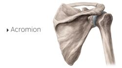 Introduction to the clavicle Instructional Video