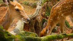 Wildlife scene. Beautiful young fallow whitetail deer, wild mammal animal in forest surrounding. Spotted, Chitals, Cheetal, Axis, Cervus nippon or Japanese deer grazing in natural habitat in the sun. Stock Footage