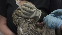 Ep. 3 Edmonton, Alberta: Helping Nature Heal Instructional Video