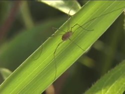 What Is an Insect?: What Are Insects? Instructional Video