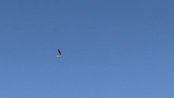 CLEAN : Ukraine scientist tracks Black Sea dolphins casualties caused by war News Clip