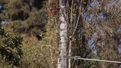 VOICED : Santiago de Chile se adapta al clima semidesértico tras más de una década de sequía News Clip