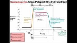 The Cardiomyocyte Action Potential [Part 2]: Physiological Events in Cell Instructional Video
