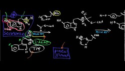 Melatonin Biosynthesis Instructional Video