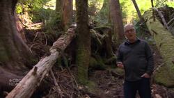 The divisive fight over Vancouver Island’s old-growth trees News Clip