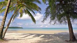 Paradize beach. Palm tree. Fir. Sea. Vacation. Stock Footage