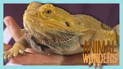 Bearded Dragons! What, Where, How Instructional Video