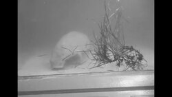 Dugong "Eugenie" exhibited in San Francisco News Clip