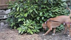 Pros & Cons of the Doberman Pinscher Breed Instructional Video