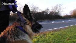 How to Prepare Your Dog for Guard Dog Training Instructional Video