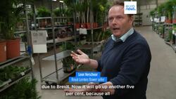 Post-Brexit trade laws will drive imported flower prices up 5%, sellers warn News Clip