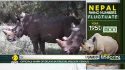 Nepal’s rhino census at risk as USAID funding suspended News Clip