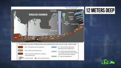 Humanity's New Cousin & An Ancient Giant Virus Instructional Video