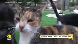 Elderly & disabled cats live in peace & companionship News Clip