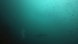 Under the sea Stock Footage