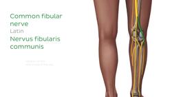 Sciatic nerve and its branches Instructional Video