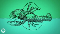 You Are An Upside-Down Lobster Instructional Video