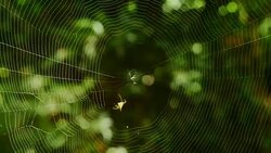 Spider building its web. (Time Lapse) Stock Footage