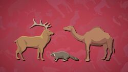 High Five Facts - Animal Adaptations Choca Esos Cinco - Adaptación Animal Instructional Video