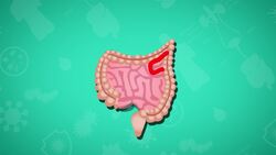 I WONDER - Are There Different Parts To The Intestine? Instructional Video