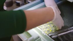 Why Fighting To Save This Giant Endangered Salamander Is So Important Instructional Video