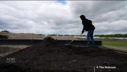 Neighbours fight to get rid of massive marijuana grow-op News Clip