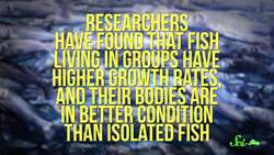 Why Do Fish School? Instructional Video