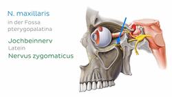 Nervus maxillaris Instructional Video