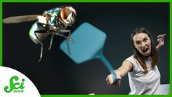 Why Is It so Hard to Swat a Fly? Instructional Video