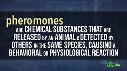 Do Menstrual Cycles Really Sync Up? Instructional Video