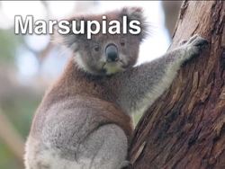 What Is a Mammal?: Different Kinds of Mammals Instructional Video