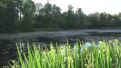 Irises on the bank of the lake in sunny day Stock Footage