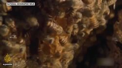 Giant Asian killer hornets spotted in northwest United States News Clip