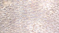 This Celebrity Beaver is One Busy Beaver Indeed Instructional Video