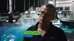 See How the Professionals Feed These Amazing Sharks Instructional Video