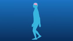 What is Homeostasis? Instructional Video