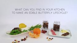 Fruit and Vegetable Butterfly Life Cycle Instructional Video