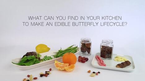Fruit and Vegetable Butterfly Life Cycle