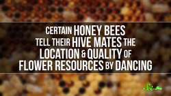 5 Times Scientists Gave Animals Drugs (and What They Learned) Instructional Video