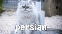 Types of Cats! Instructional Video