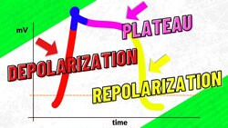 Action Potentials and Contraction in Cardiac Muscle Cells Instructional Video