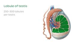 Testis and epididymis Instructional Video