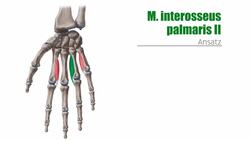 Muskeln der Mittelhand Instructional Video