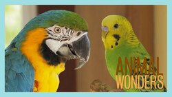 How to Introduce Two Parrots Instructional Video