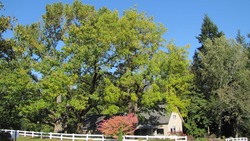 Legacy of the American Chestnut: Survival Amidst Blight Instructional Video