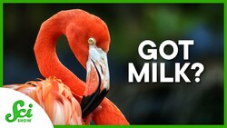 6 Non-Mammal "Milk" Producers Instructional Video