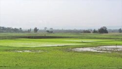 Teff Shortage and Export Ban Instructional Video