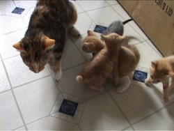 Investigando la herencia: introducción Instructional Video