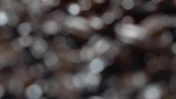 Roasted Arabica Coffee Beans Stock Footage