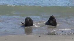 Sea lions at a beach Stock Footage